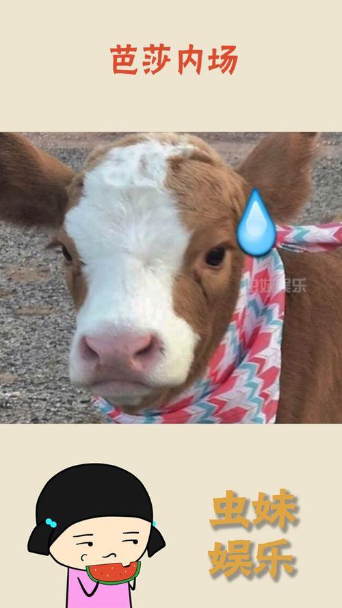 娱乐吃瓜酱和猫